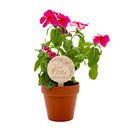 Wooden Planter Tag with engraved text and floral design on a white background in Plant
