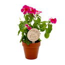 Wooden Planter Tag with engraved text and floral design on a white background in Plant