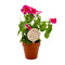 Wooden Planter Tag with engraved text and floral design on a white background in Plant